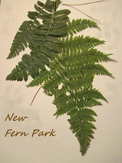 New-Fern-Park logo